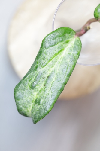 Hoya Crocodile
