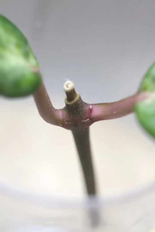 Hoya Crocodile