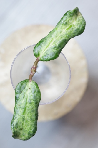 Hoya Crocodile