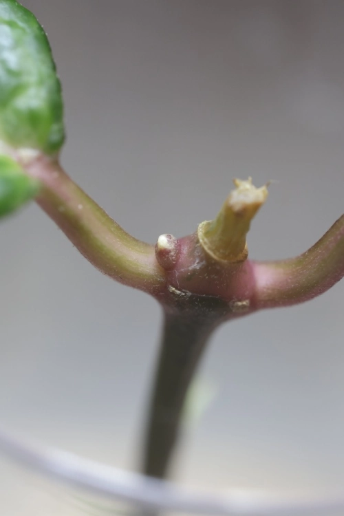 Hoya Crocodile