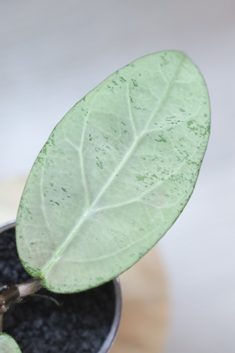 Hoya sp. Lai Chau Silver (Round form)