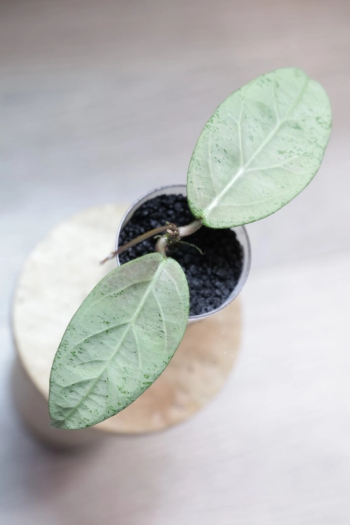 Hoya sp. Lai Chau Silver (Round form)