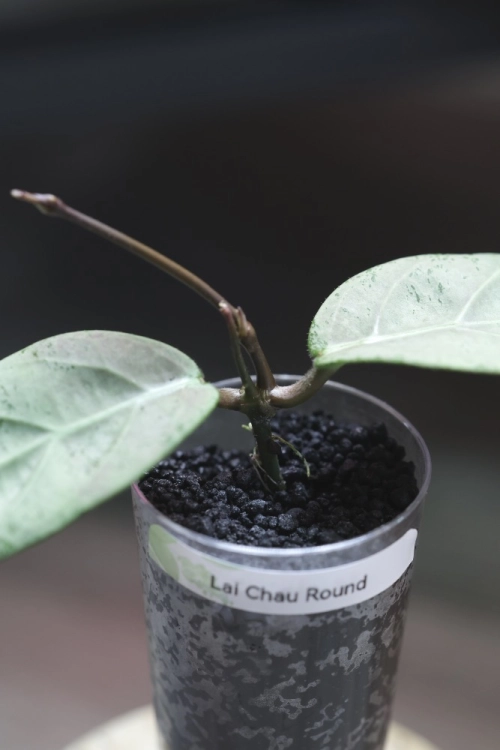 Hoya sp. Lai Chau Silver (Round form)