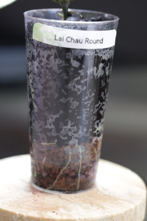 Hoya sp. Lai Chau Silver (Round form)