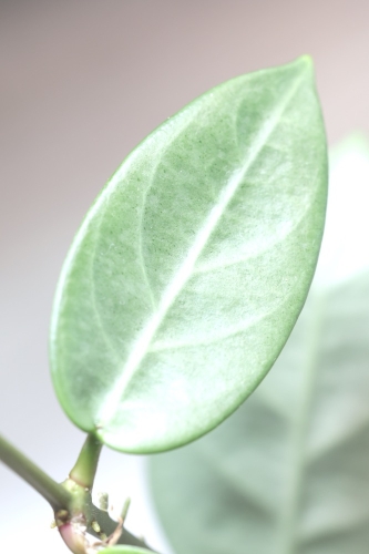 Hoya sp. Lai Chau Silver (Narrow form)