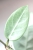 Hoya sp. Lai Chau Silver (Narrow form)
