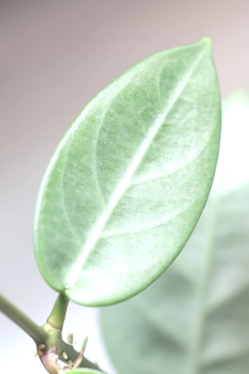Hoya sp. Lai Chau Silver (Narrow form)