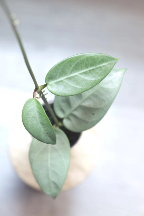 Hoya sp. Lai Chau Silver (Narrow form)