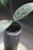 Hoya sp. Lai Chau Silver (Narrow form)