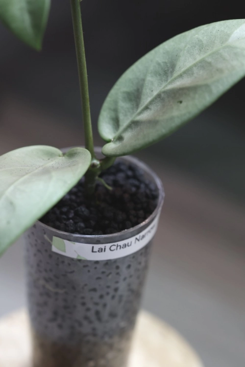 Hoya sp. Lai Chau Silver (Narrow form)