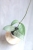 Hoya sp. Lai Chau Silver (Narrow form)