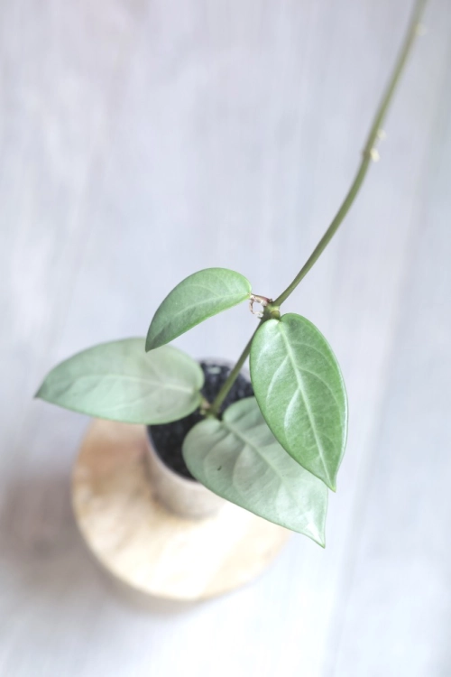 Hoya sp. Lai Chau Silver (Narrow form)