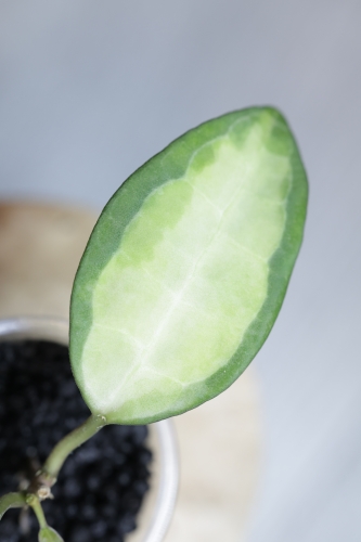Hoya Elliptica Variegata