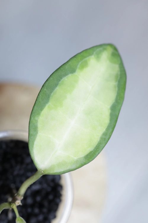 Hoya Elliptica Variegata