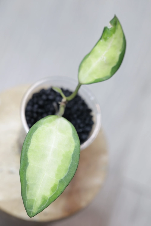 Hoya Elliptica Variegata