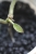 Hoya Elliptica Variegata