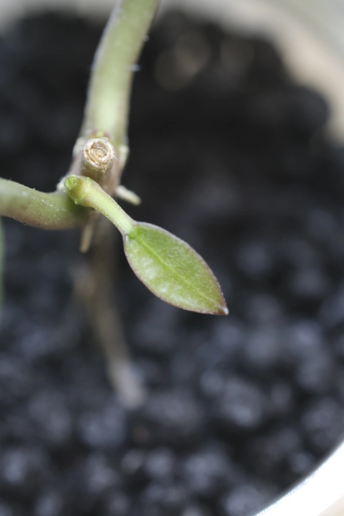 Hoya Elliptica Variegata