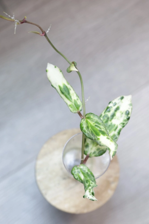 Hoya Crocodile