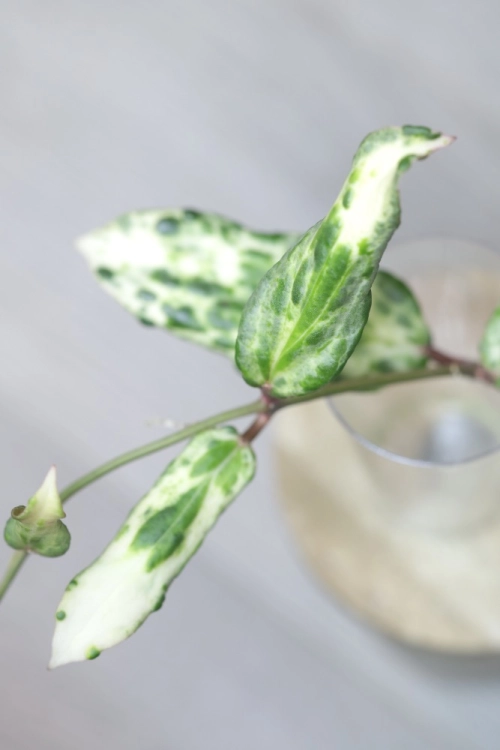 Hoya Crocodile