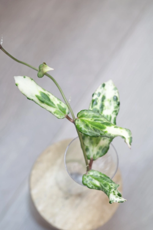 Hoya Crocodile