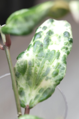 Hoya Crocodile