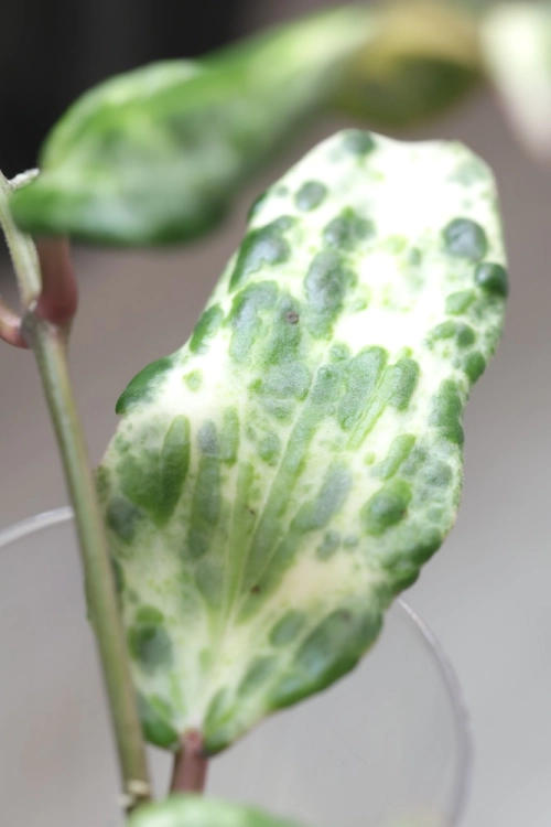 Hoya Crocodile