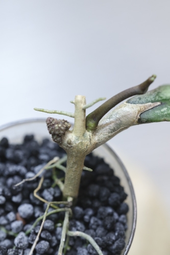 Hoya Clemensiorum sp Borneo Silver