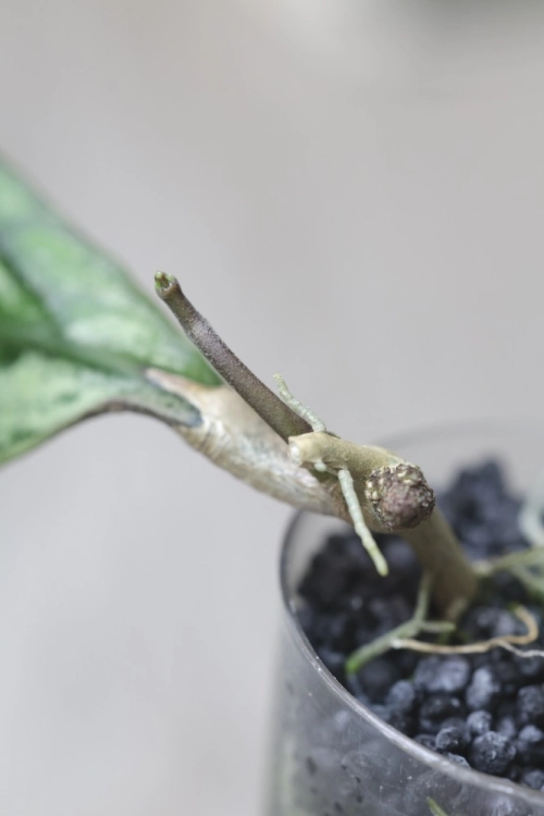Hoya Clemensiorum sp Borneo Silver