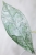 Hoya Clemensiorum sp Borneo Silver