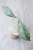 Hoya Clemensiorum sp Borneo Silver