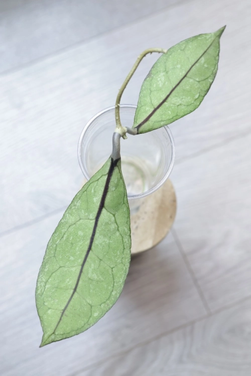 Hoya Clemensiorum sp Borneo Silver