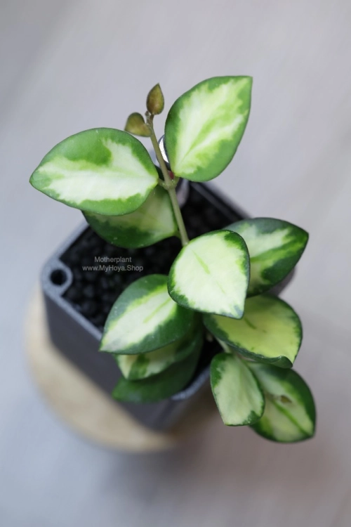 Hoya aff. incurvula Lime Whisper