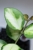 Hoya aff. incurvula Lime Whisper