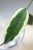 Hoya Lyi Prism Albomarginata