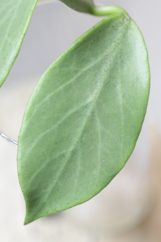 Hoya Obscura Cryptic Chrome