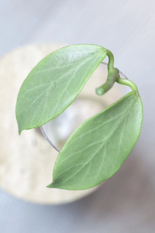 Hoya Obscura Cryptic Chrome