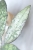 Hoya Finlaysonii EPC-317 Silver