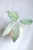 Hoya Finlaysonii EPC-317 Silver