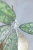 Hoya Finlaysonii EPC-317 Silver