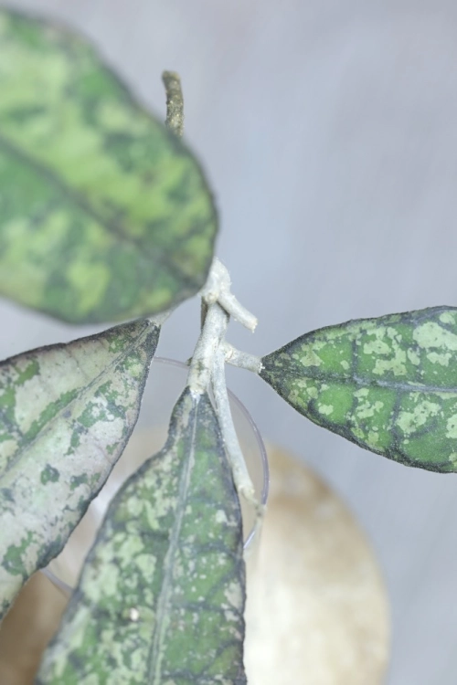 Hoya Finlaysonii EPC-317 Silver