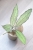 Hoya Finlaysonii EPC-317 Silver