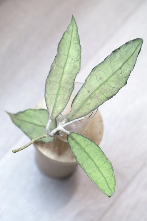 Hoya Finlaysonii EPC-317 Silver