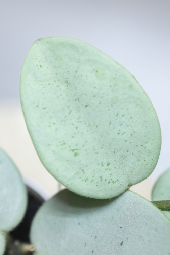 Hoya Grey Fairy (Mathilde mutation)