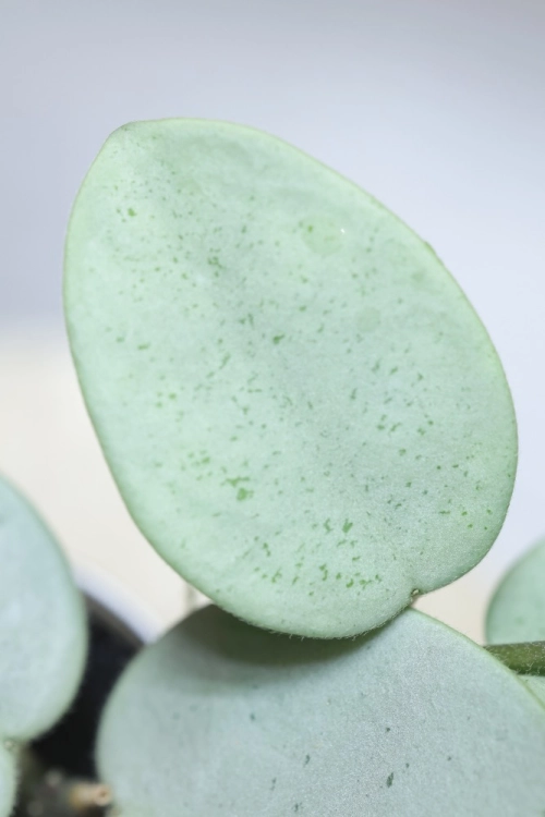 Hoya Grey Fairy (Mathilde mutation)