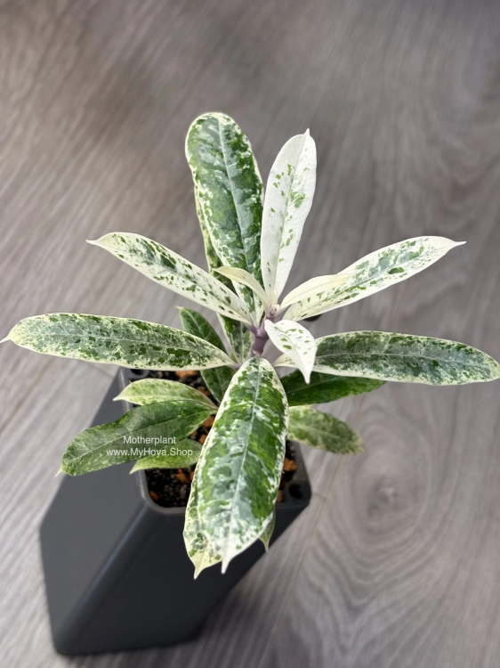 Hoya Multiflora Pandawa
