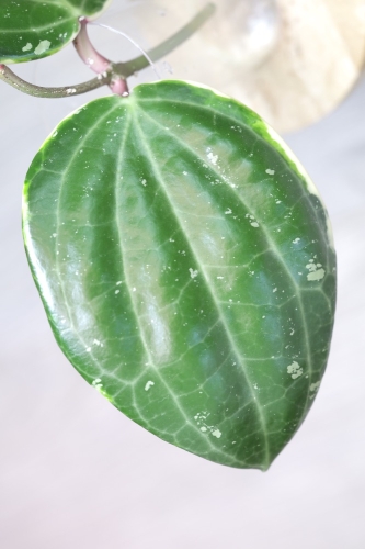 Hoya Latifolia Albomarginata Round Leaf