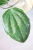 Hoya Latifolia Albomarginata Round Leaf