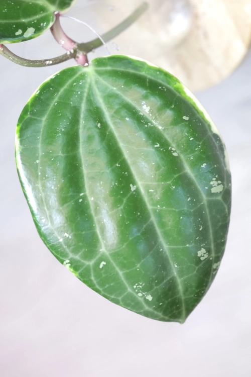 Hoya Latifolia Albomarginata Round Leaf