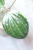 Hoya Latifolia Albomarginata Round Leaf