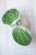 Hoya Latifolia Albomarginata Round Leaf